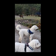 Goldendoodle