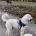 Goldendoodle