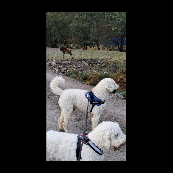 Goldendoodle