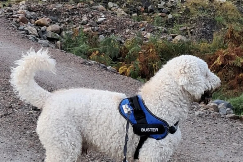 Goldendoodle