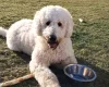 Goldendoodle