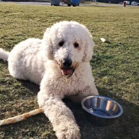 Goldendoodle