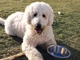 Goldendoodle