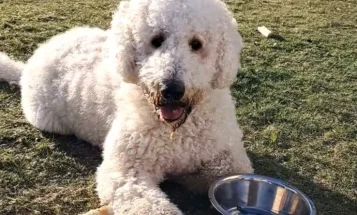 Goldendoodle