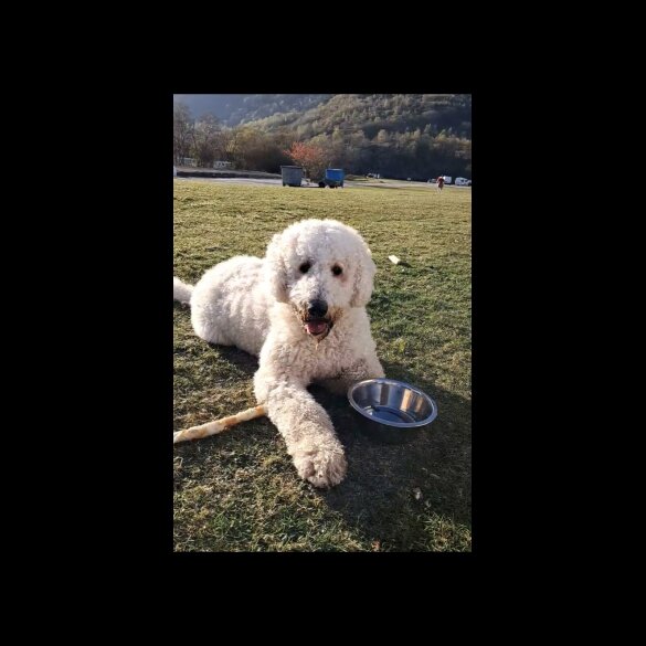 Goldendoodle