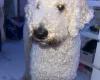 Goldendoodle