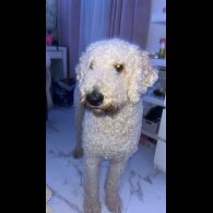 Goldendoodle