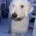 Goldendoodle