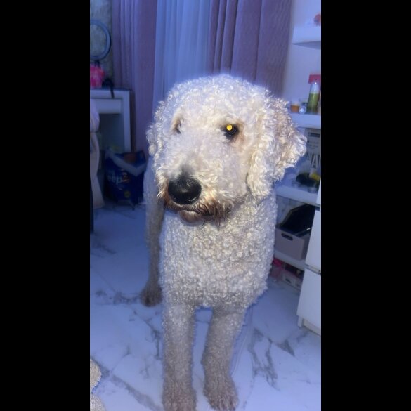 Goldendoodle