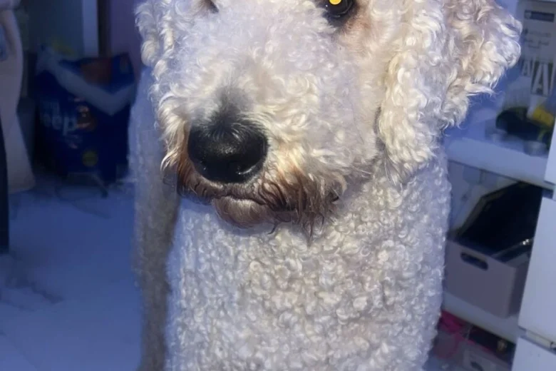Goldendoodle