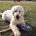 Goldendoodle