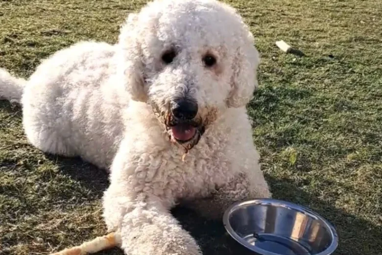 Goldendoodle