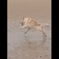 Northern Inuit