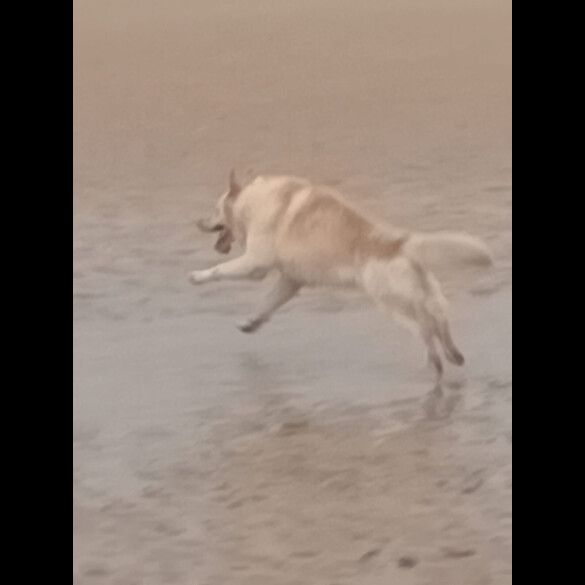 Northern Inuit