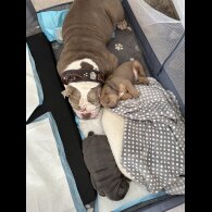 English Bulldog