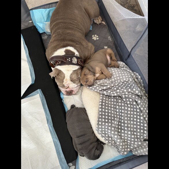 English Bulldog