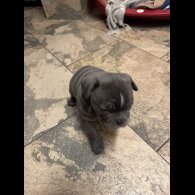 English Bulldog