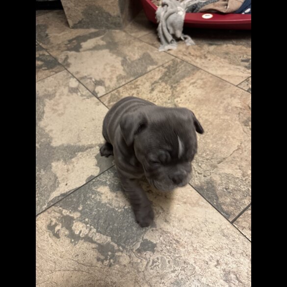 English Bulldog
