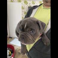 English Bulldog