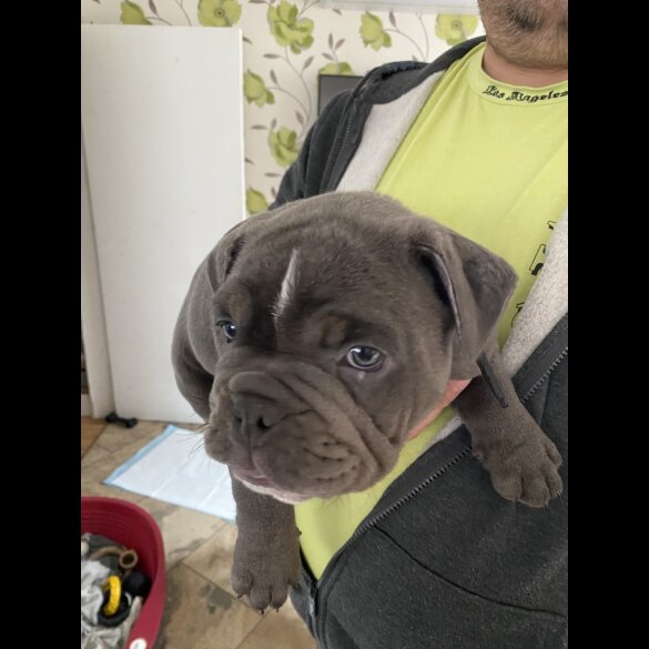 English Bulldog