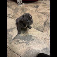 English Bulldog