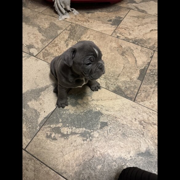English Bulldog