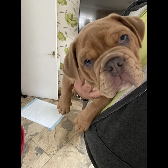 English Bulldog