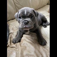 English Bulldog