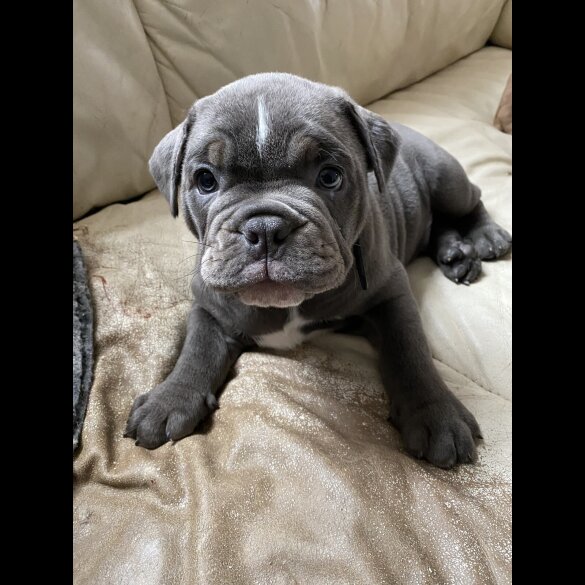 English Bulldog
