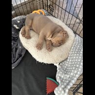 English Bulldog