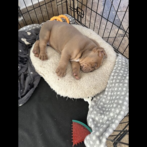 English Bulldog