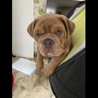English Bulldog