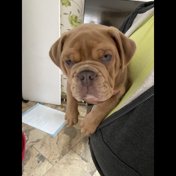 English Bulldog