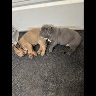 English Bulldog