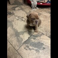 English Bulldog