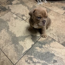 English Bulldog