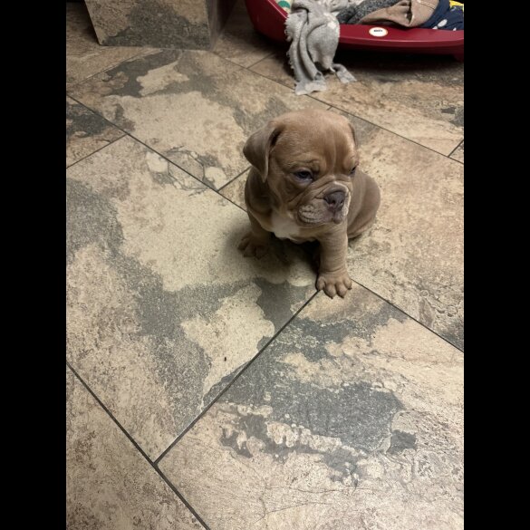 English Bulldog