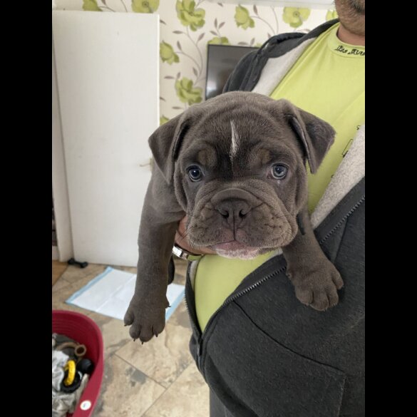 English Bulldog