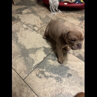 English Bulldog