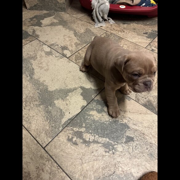 English Bulldog