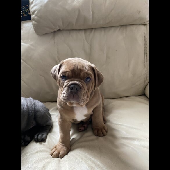 English Bulldog