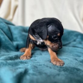 Mixed Breed