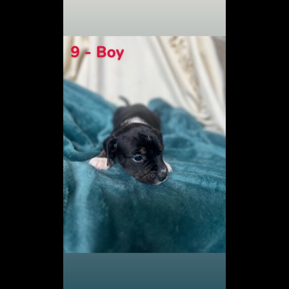 Mixed Breed