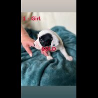 Mixed Breed