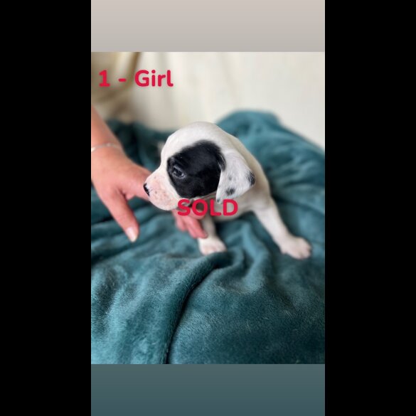 Mixed Breed