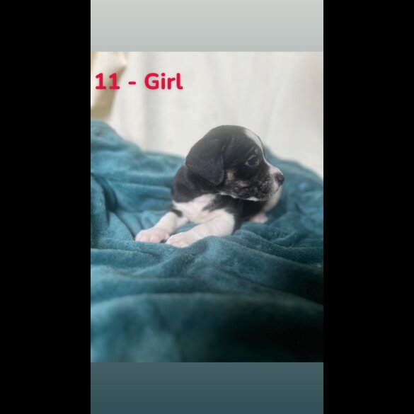 Mixed Breed