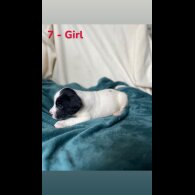 Mixed Breed