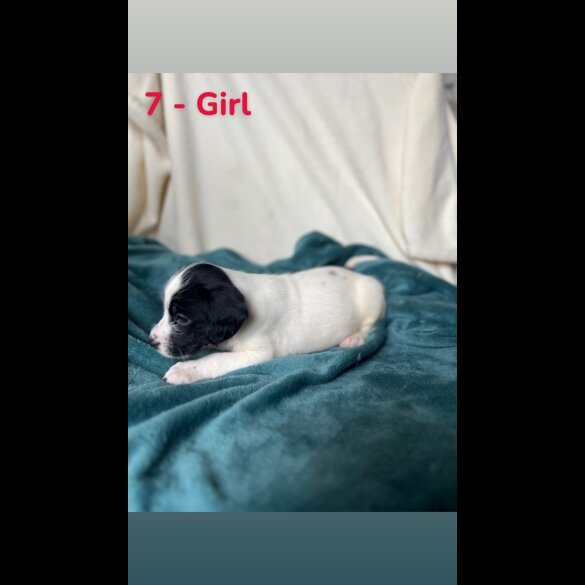 Mixed Breed