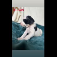 Mixed Breed