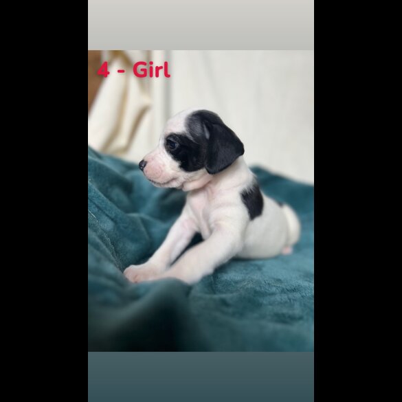 Mixed Breed